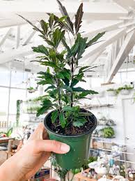 Maybe you would like to learn more about one of these? False Aralia Botaniful