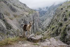 Allein der ausblick ist spektakulär schön: Picos De Europa Wandern An Spaniens Nordkuste Ratsch Bladl