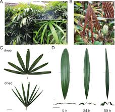 Dehydration-induced corrugated folding in Rhapis excelsa plant leaves | PNAS
