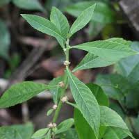 Image result for Struchium sparganophorum