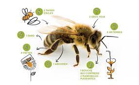 Unisciel et l'université de lille 1 nous expliquent, avec le programme kézako, les étapes de sa confection. Happyculteur Expliquer Les Abeilles Aux Enfants