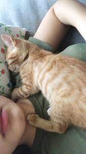 pin by seymanurermis on ted orange kittens crazy cats cute cats