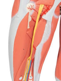 Male and female reproductive systems. 3 4 Life Size Female Human Muscle Model Without Internal Organs On Metal Stand 23 Part 3b Smart Anatomy Sem Trainers
