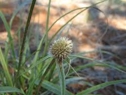 Image result for Kyllinga alba