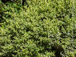 Image result for Buxus acutata