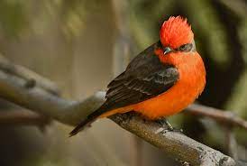 Vermilion Flycatcher | Arizona Highways