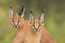 The caracal is a cat of great courage and beauty. Caracal What Happend Elder Scrolls Online