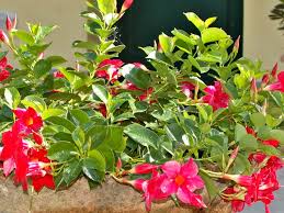 Pin Su Orto Giardino