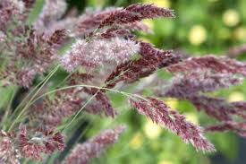 Image result for Melinis nerviglumis