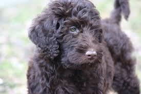 Uptown puppies aren't just better labradoodles, they're the best. Best Age To Breed A Labradoodle Labradoodle Home