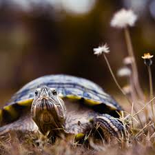 Turtles are arguably the cutest of all of the reptiles. Taking Care Of A Pet Turtle Pisces Pros