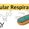 Now, let's explore the plant cell's part and its function. Https Encrypted Tbn0 Gstatic Com Images Q Tbn And9gcrmmeoqbbzo7plugsrmuu5ugwpvene N9zp1macvoqm75oqvpil Usqp Cau