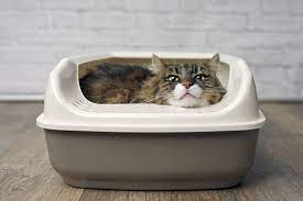 Are you sure you have identified the situation properly? Inside Scoop On Cat Poop Aspca Pet Health Insurance