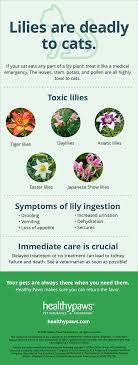 Vomiting, inappetence, lethargy, kidney failure, death. Lilies Are Deadly To Cats Healthy Paws Pet Insurance