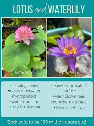 Image result for Nymphaea lotus