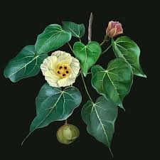 Image result for Thespesia populneoides