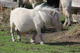 Dwarfism In Miniature Horses Miniature Horsemanship