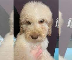 We did not find results for: Goldendoodle Puppies For Sale In North Carolina Usa Page 1 10 Per Page Puppyfinder Com