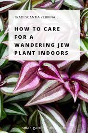 Pin On Houseplant Lovers
