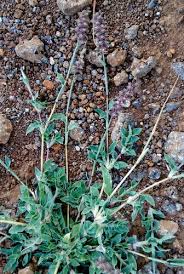 Image result for Tragus racemosus