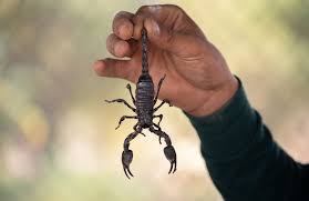 6 Essential Steps to Take After a Scorpion Sting - Advice from a Primary  Care Doctor in Bridgeport, CT