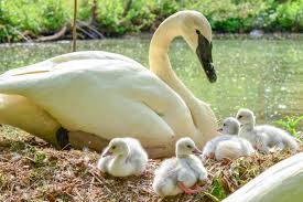 Tracklist for the new swans album announced (self.swans). Trumpeter Swan The Maryland Zoo