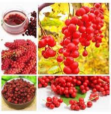 This fruit, with a red seed covering and reddish pulp, contains the seeds. Egrow 100pcs Pack Schisandra Seeds Chinese Magnolia Vine Edible Garden Fruit Tree Seed Diy Plants