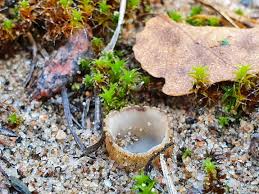 Image result for Gymnosporia arenicola