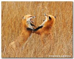 Together They Rejoiced Red Foxes At Bombay Hook National Wildlife Refuge In Delaware 9 Of 9 Full Story National Wildlife Refuge Wildlife Animals Wild