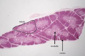 Image result for Thymus