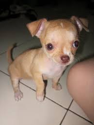 Floppy Chi Puppy Ears Cute Puppies Chihuahua Dogs Chihuahua Puppies