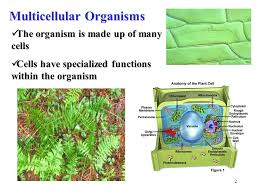 Vacuoles are organelles enclosed by a membrane and contain mostly water with other molecules in solution. All Living Things Are Made Up Of Cells Ppt Video Online Download