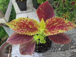Image result for Coleus scutellarioides