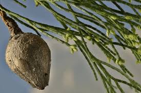 Image result for Callitris