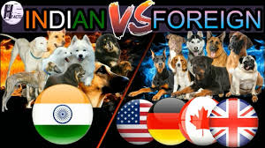 If you are looking for a top 10 dog breed in india. Indian Dog Breeds Vs Foreign Dog Breeds Hindi Comparison Dog Vs Dog Hinglish Facts Youtube