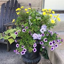 Maybe you would like to learn more about one of these? Container Plants For Full Sun Choices For Colour Foliage And Texture