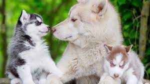 Wenn du dich für einen husky welpen. Husky Welpen Compilation Youtube