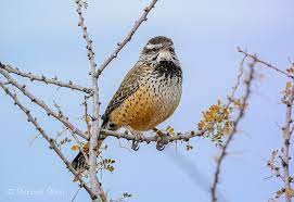 Within in 30 minutes you have access to approximately 15 teams. Cactus Wren Encounter Nikon 1 System Talk Forum Digital Photography Review