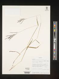 Image result for Digitaria appropinquata