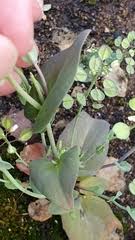 Image result for Oreophyton falcatum