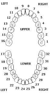 numbers for teeth lottery post