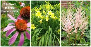 We did not find results for: Hardy Perennials My Top 20 Favorites Print Shopping List Updated