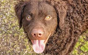 Image result for curly coated retrívr