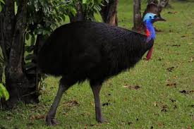Birds That Dont Fly What Birds Don T Fly Get The Complete Flightless Bird List Bird Species Birds World Birds