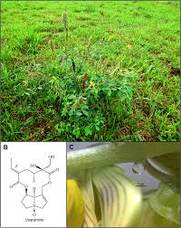 Image result for Crotalaria parvula