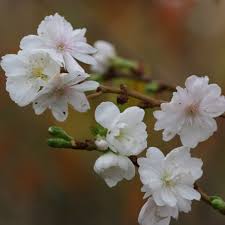 We did not find results for: Prunus Subhirtella Alba White Weeping Cherry Hello Hello Plants Garden Supplies