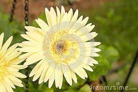 Yellow Gerbera Daisy Fresh After The Rain Rain Drops Bead Up On The Leaves And Flower Petals The Scientific Name Of Gerbera Gerbera Jamesonii Gerbera Daisy