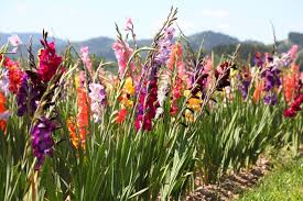 This will allow it to get extra warmth from the sunlight. Gladiolus How To Grow Glamorous Gladiolus Flowers Better Homes And Gardens