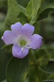 Image result for Barleria galpinii