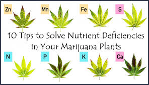 Brown tips on weed leaves. How To Spot Nutrient Deficiencies In Your Cannabis Plants